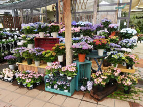 ４月入荷中の花苗の紹介