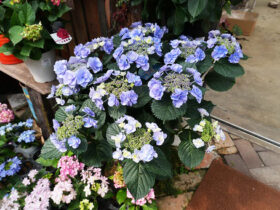 ４月入荷中の花苗の紹介