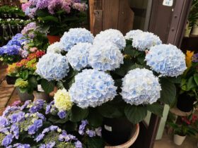 ４月入荷中の花苗の紹介