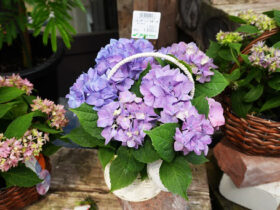 ４月入荷中の花苗の紹介
