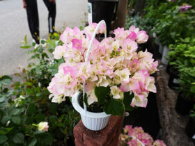 ４月入荷中の花苗の紹介