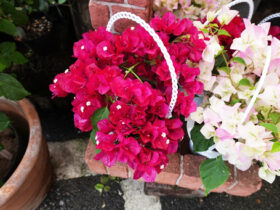 ４月入荷中の花苗の紹介