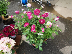 ４月入荷中の花苗の紹介