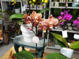 ４月入荷中の花苗の紹介