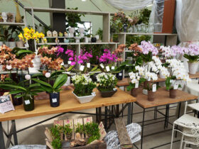４月入荷中の花苗の紹介