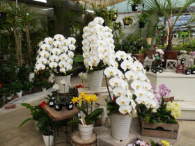 ４月入荷中の花苗の紹介