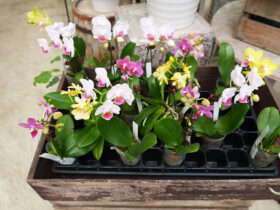 ４月入荷中の花苗の紹介