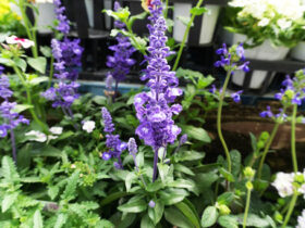 ４月入荷中の花苗の紹介