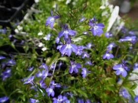 ４月入荷中の花苗の紹介
