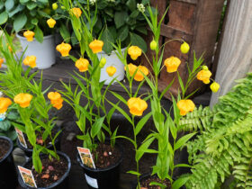 ４月入荷中の花苗の紹介