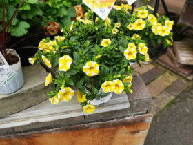 ４月入荷中の花苗の紹介
