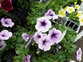 ４月入荷中の花苗の紹介
