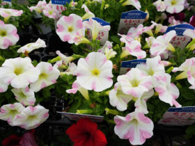 ４月入荷中の花苗の紹介