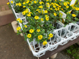 ４月入荷中の花苗の紹介