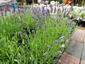 ４月入荷中の花苗の紹介