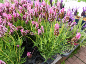 ４月入荷中の花苗の紹介