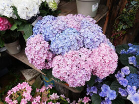 ５月入荷中の花苗の紹介