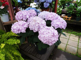 ５月入荷中の花苗の紹介