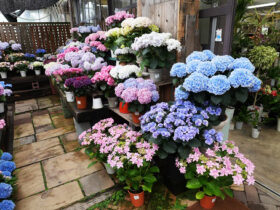 ５月入荷中の花苗の紹介