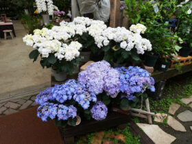 ５月入荷中の花苗の紹介