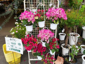 ５月入荷中の花苗の紹介