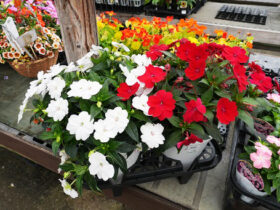 ５月入荷中の花苗の紹介