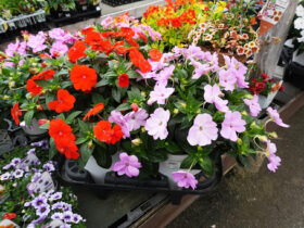 ５月入荷中の花苗の紹介