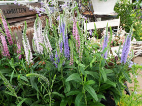 ５月入荷中の花苗の紹介