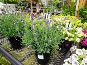 ５月入荷中の花苗の紹介