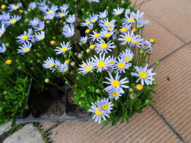 ５月入荷中の花苗の紹介