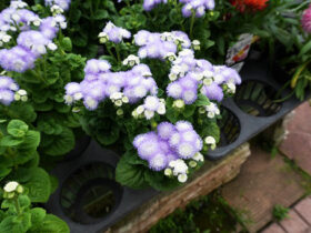 ５月入荷中の花苗の紹介
