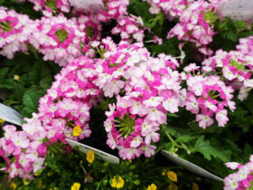 ５月入荷中の花苗の紹介