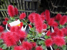 ５月入荷中の花苗の紹介