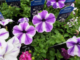 ５月入荷中の花苗の紹介