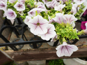 ５月入荷中の花苗の紹介