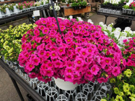５月入荷中の花苗の紹介