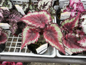 ５月入荷中の花苗の紹介