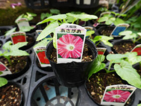 ５月入荷中の花苗の紹介