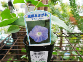 ５月入荷中の花苗の紹介