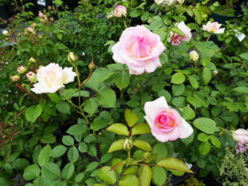 ５月入荷中の花苗の紹介