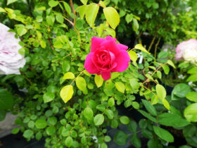 ５月入荷中の花苗の紹介