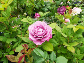 ５月入荷中の花苗の紹介
