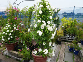 ５月入荷中の花苗の紹介