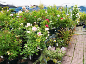 ５月入荷中の花苗の紹介