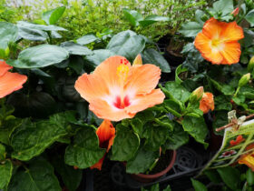５月入荷中の花苗の紹介