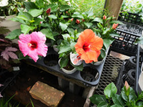 ５月入荷中の花苗の紹介