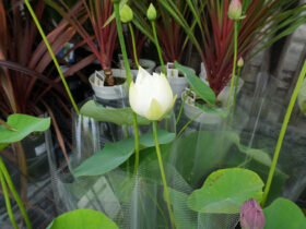 ５月入荷中の花苗の紹介