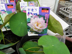 ５月入荷中の花苗の紹介