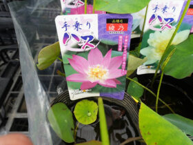 ５月入荷中の花苗の紹介