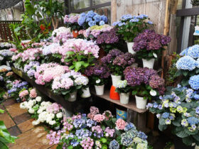 ５月入荷中の花苗の紹介